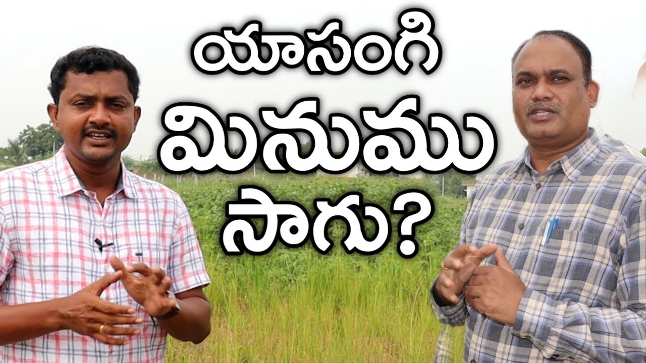 రబీలో మినుముల సాగు | BlackGram Cultivation | రైతు బడి