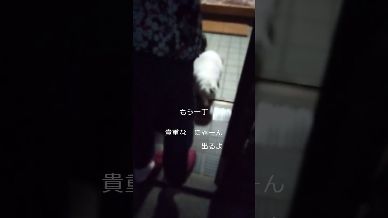 ルナちゃんの 手厚いお迎えのお陰様・・・