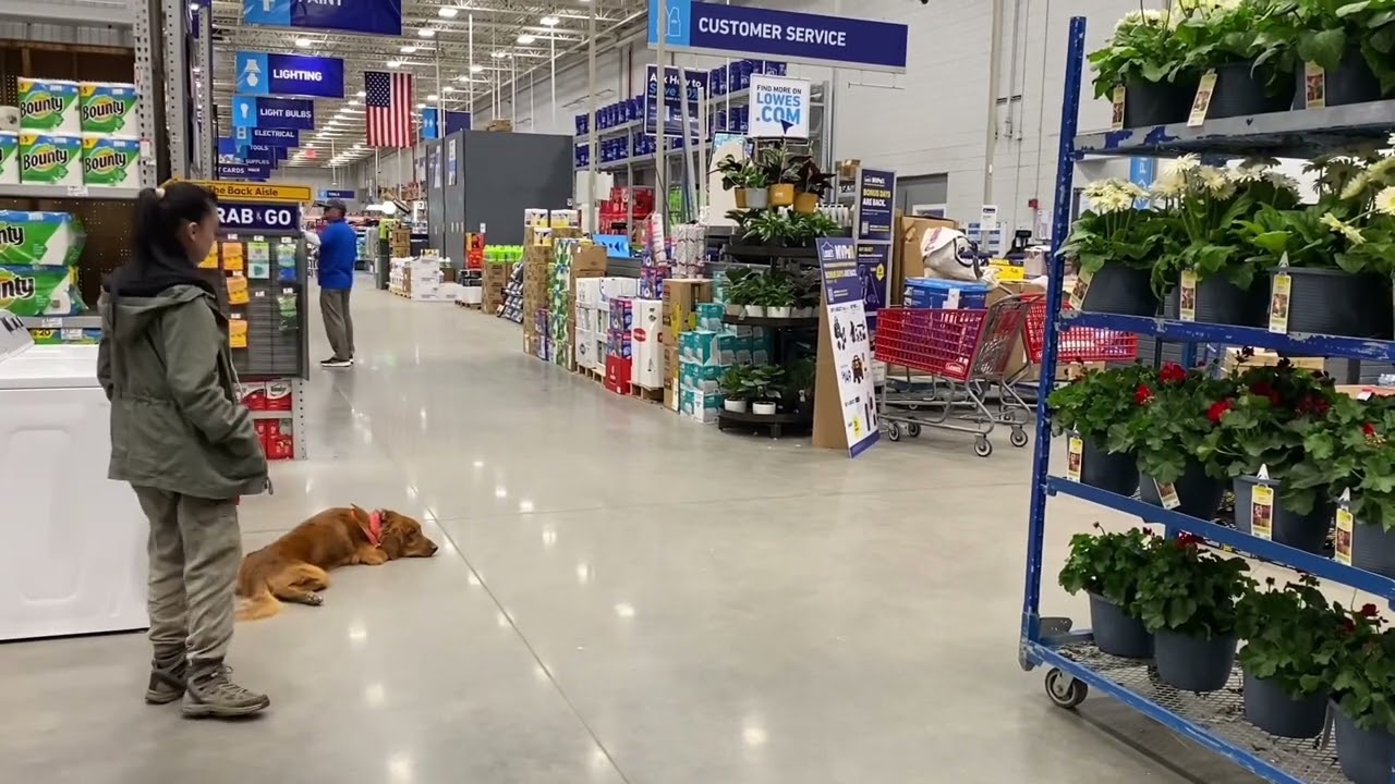 6 month old golden retriever &ldquo;Maui&rdquo; | Central Florida Dog Trainers | Orlando Dog Trainers