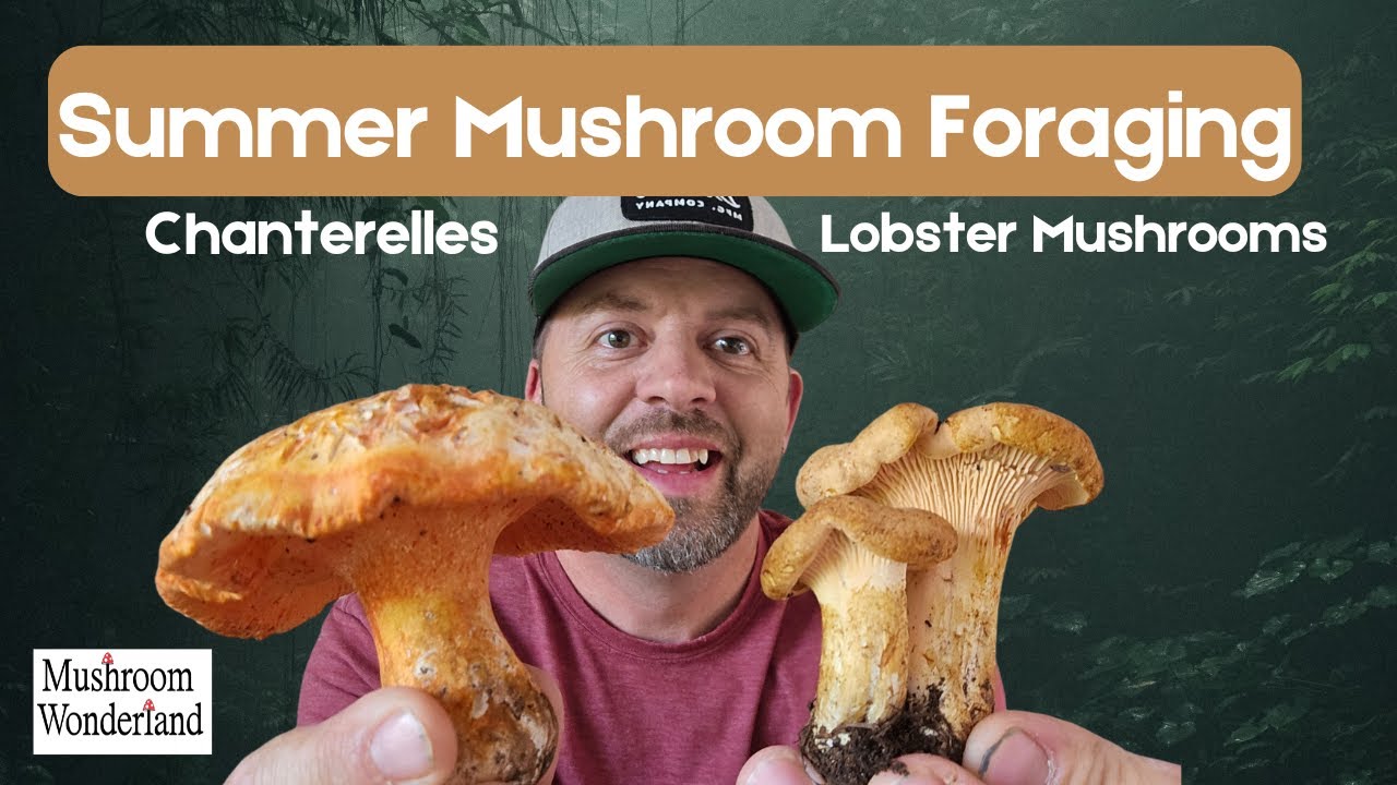 Summer Mushroom Foraging- Chanterelles and Lobsters already!?