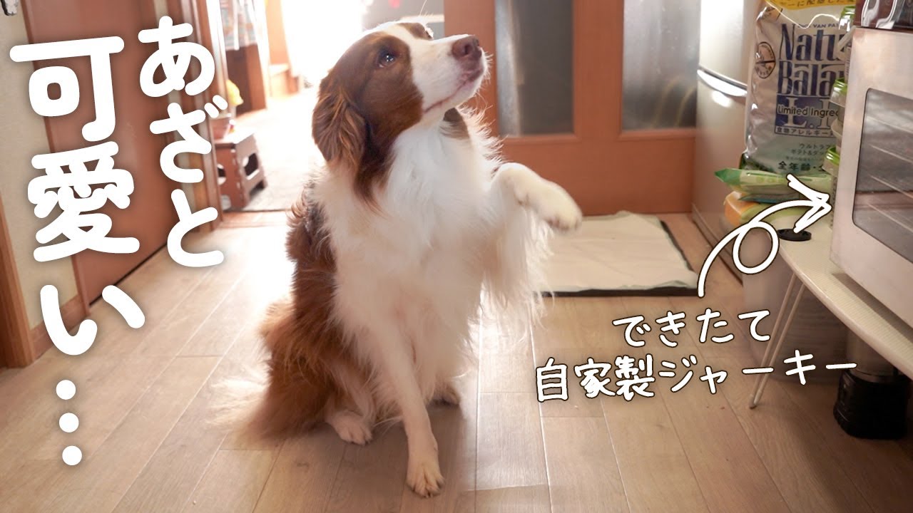 【きゅるるん視線】朝からできたてジャーキーをおねだりする犬があざと可愛すぎた【手作りおやつ】