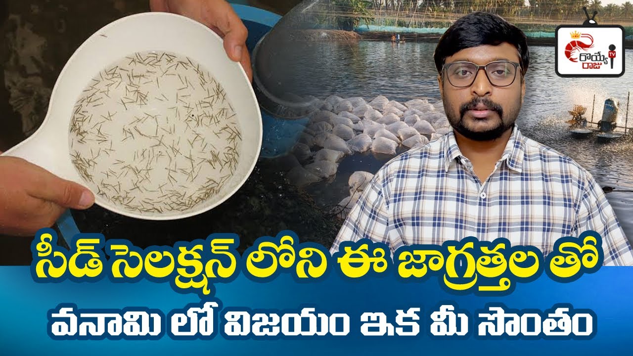 Vannamei Seed Brood Stock Lines | Konabay, SIS | Seed selection Important Tips | Royye Raju