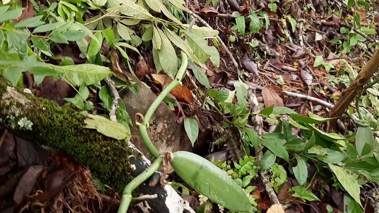 Cultivo de vainilla tips sobre el cuidado de raíces aéreas