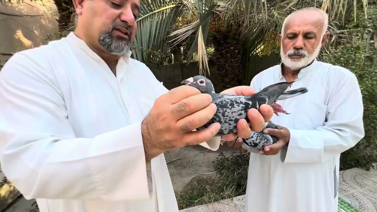 سهيل المبارك وابوعلي تصوير حمام سلالة الاشتراك بالنقاط العالميه 