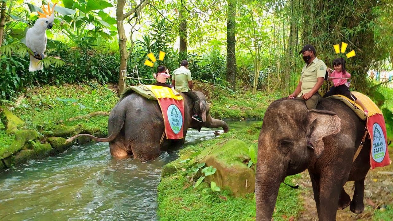 Naik Gajah Melewat Sungai Safari | Mengenal Binatang Untuk Anak Anak