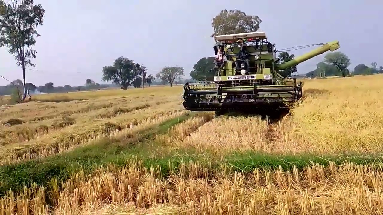 पूसा बासमती1718 धान की हार्वेस्टिंग और उत्पादन PUSA Basmati 1718 dhan ka utpadan 
