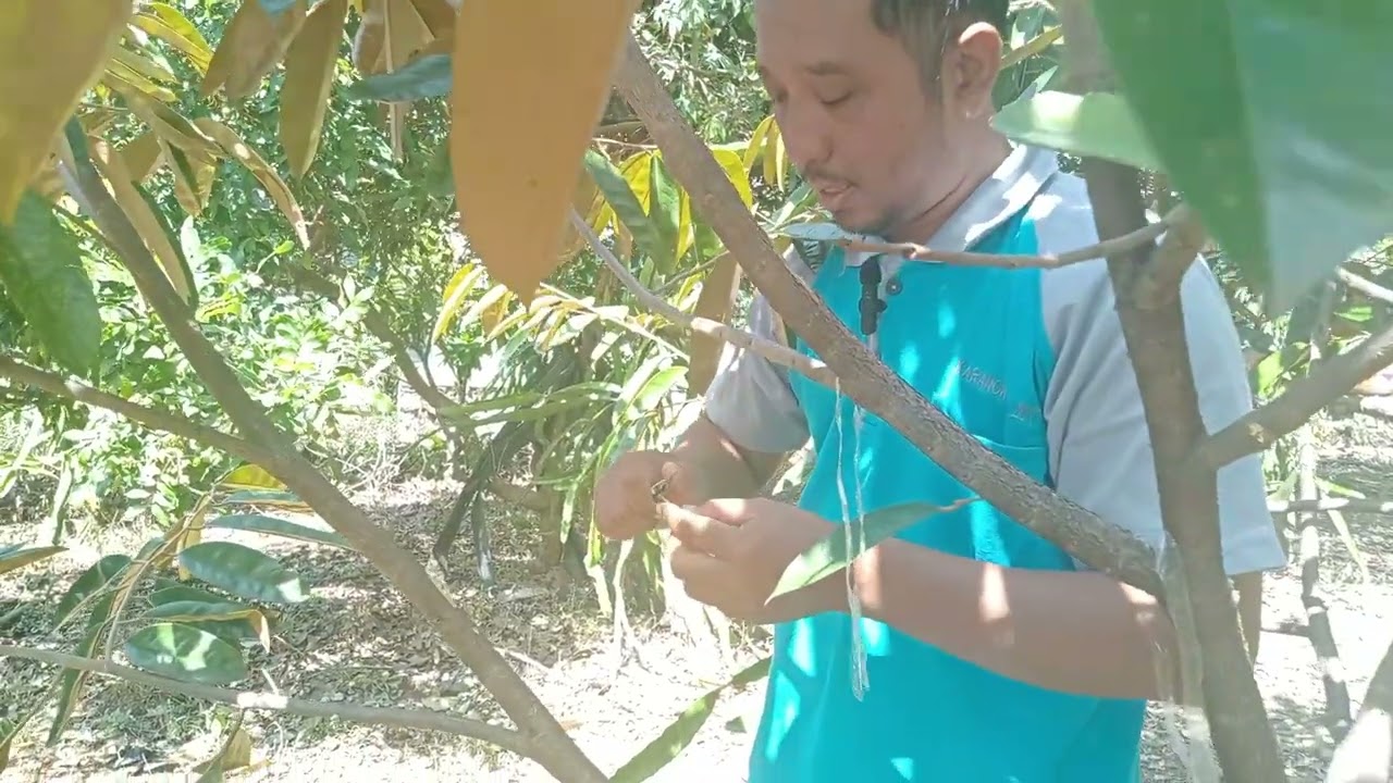 sambung durian