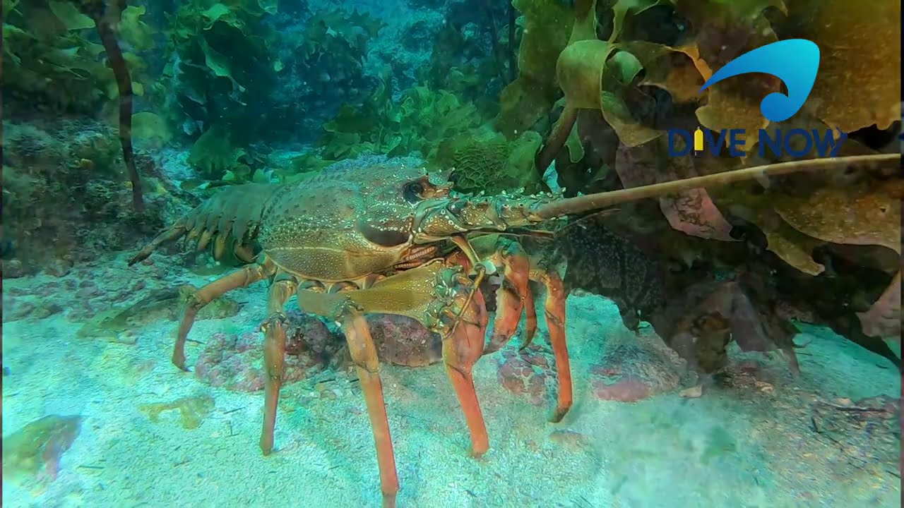 Diving in New Zealand at the Poor Knights   The Amazing colours and animals underwater world.