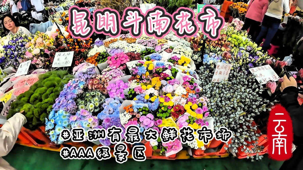 云南大理旅行EP16 | #亚洲最大花市 #价钱亲民 | 昆明斗南花市
