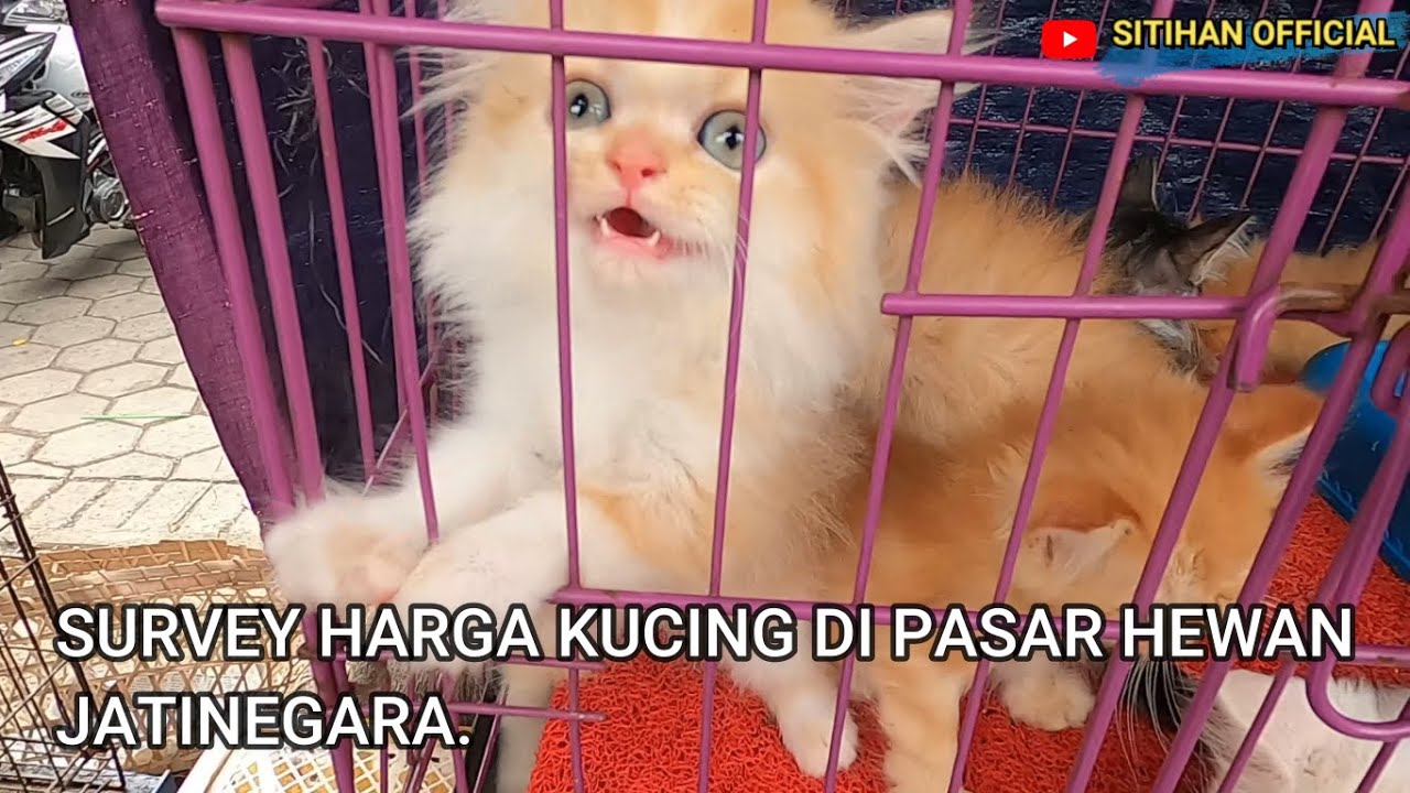 SURVEY HARGA KUCING DI PASAR HEWAN JATINEGARA- JAKARTA TIMUR.