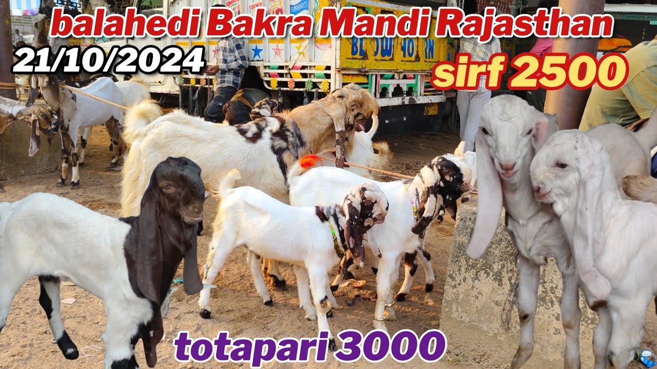 Balahedi Bakra mandi live update 21/10/2024 Rajasthan Ki Sabse badi Bakra Mandi totapari aur Mewati