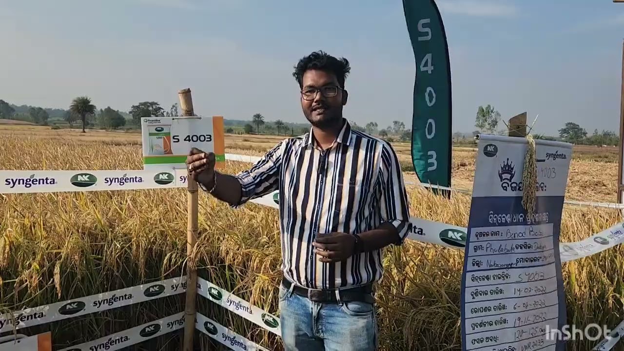S4003 best Hybrid rice in Odisha  #agriculture #Syngenta #S4003 #Hybrid #paddy #Nabarangapur #Odisha