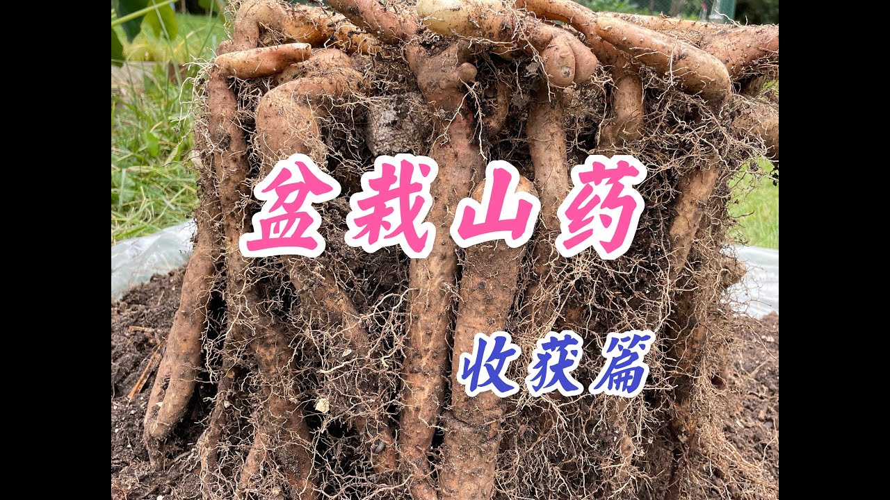 盆栽山药非常高产和容易采收。（点击CC观看中午字幕）