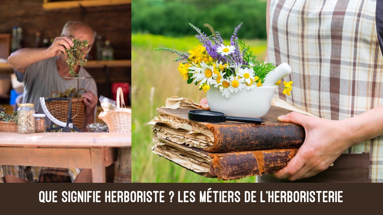 Que signifie Herboriste ? Les m&eacute;tiers de l'herboristerie