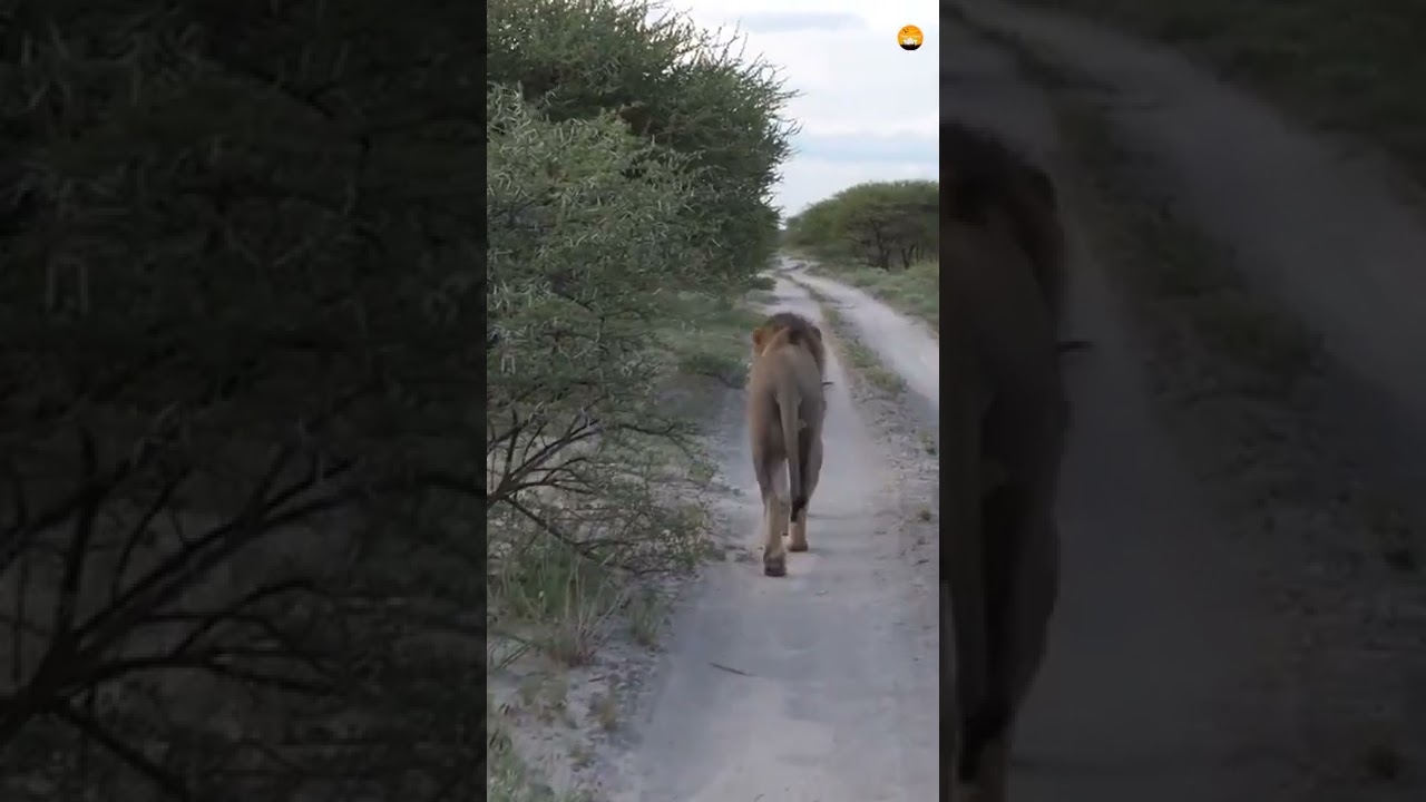 Self drive Safari Namibia