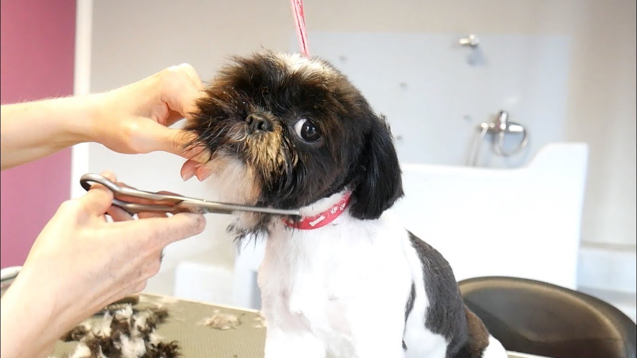 Grooming Guide - Shih Tzu Head Grooming #14