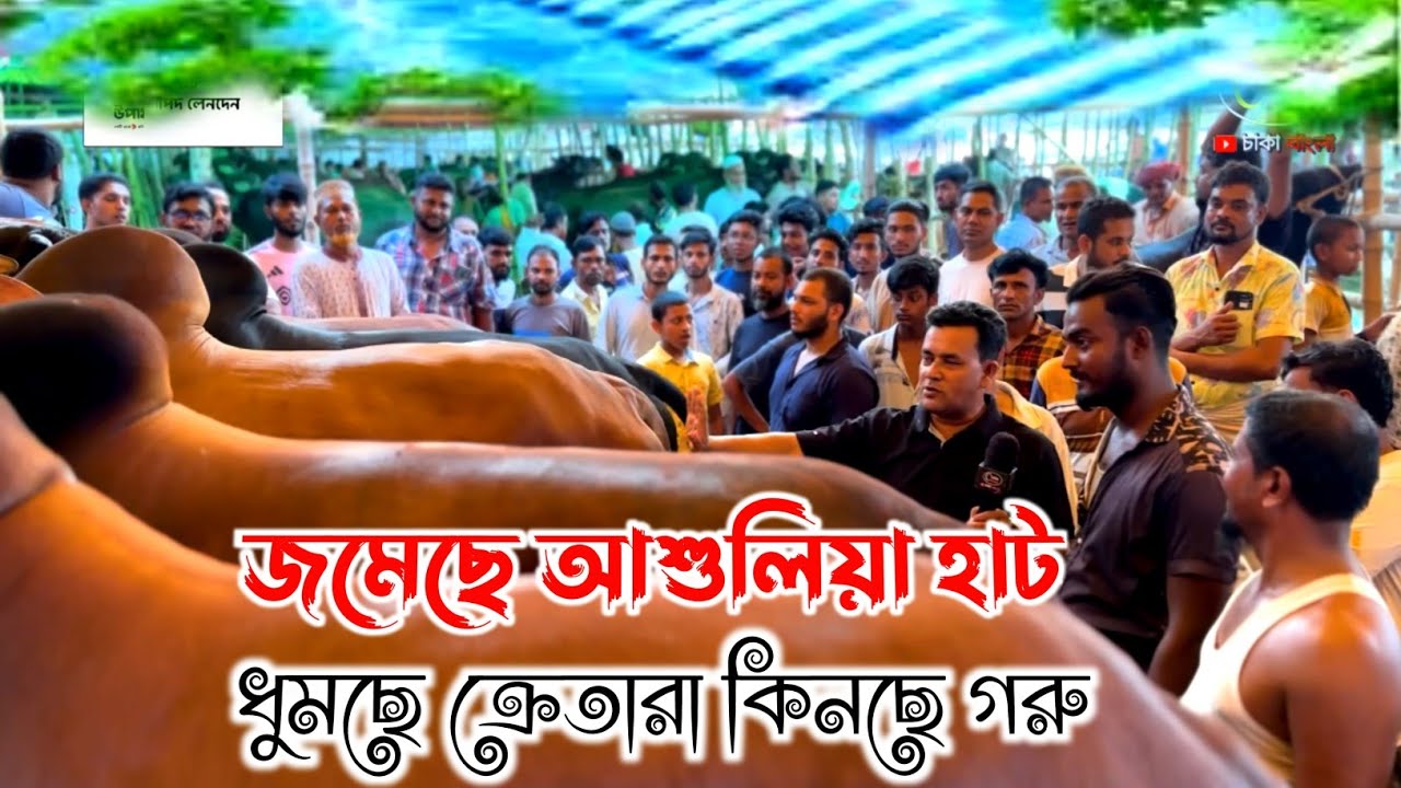 ক্রেতারা একের পর এক গরু কিনছে। জমে গেছে আশুলিয়া হাট। কোরবানির গরু ২০২৪