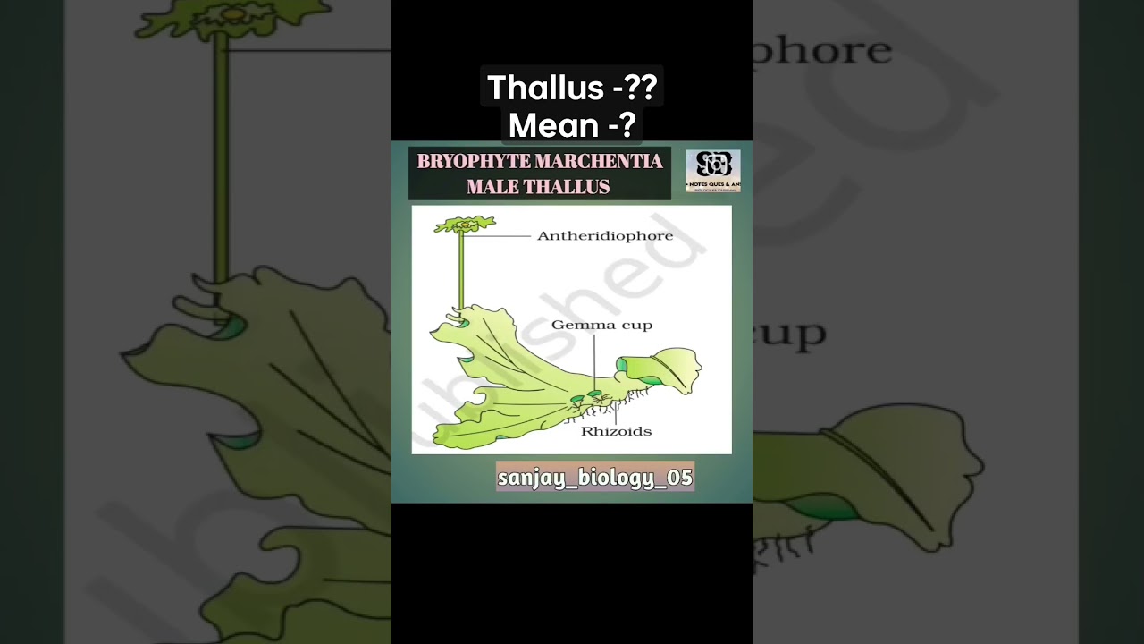 Male Thallus 