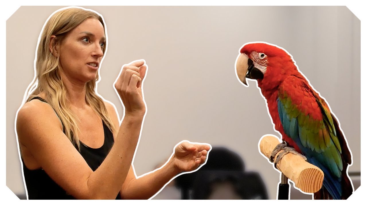 How Taking Your Time Leads to Better Training Results with Macaws