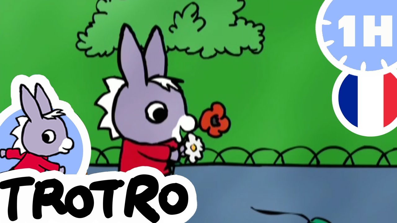 TROTRO - Trotro et le bouquet 💐 | dessin animé | HD |2020