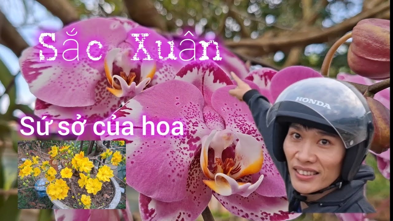 Lạc vào màu hoa sắc xuân , hoa khoe sắc , ngày hội triển lãm mai Cổ truyền Bình Định #huyhuytranpro