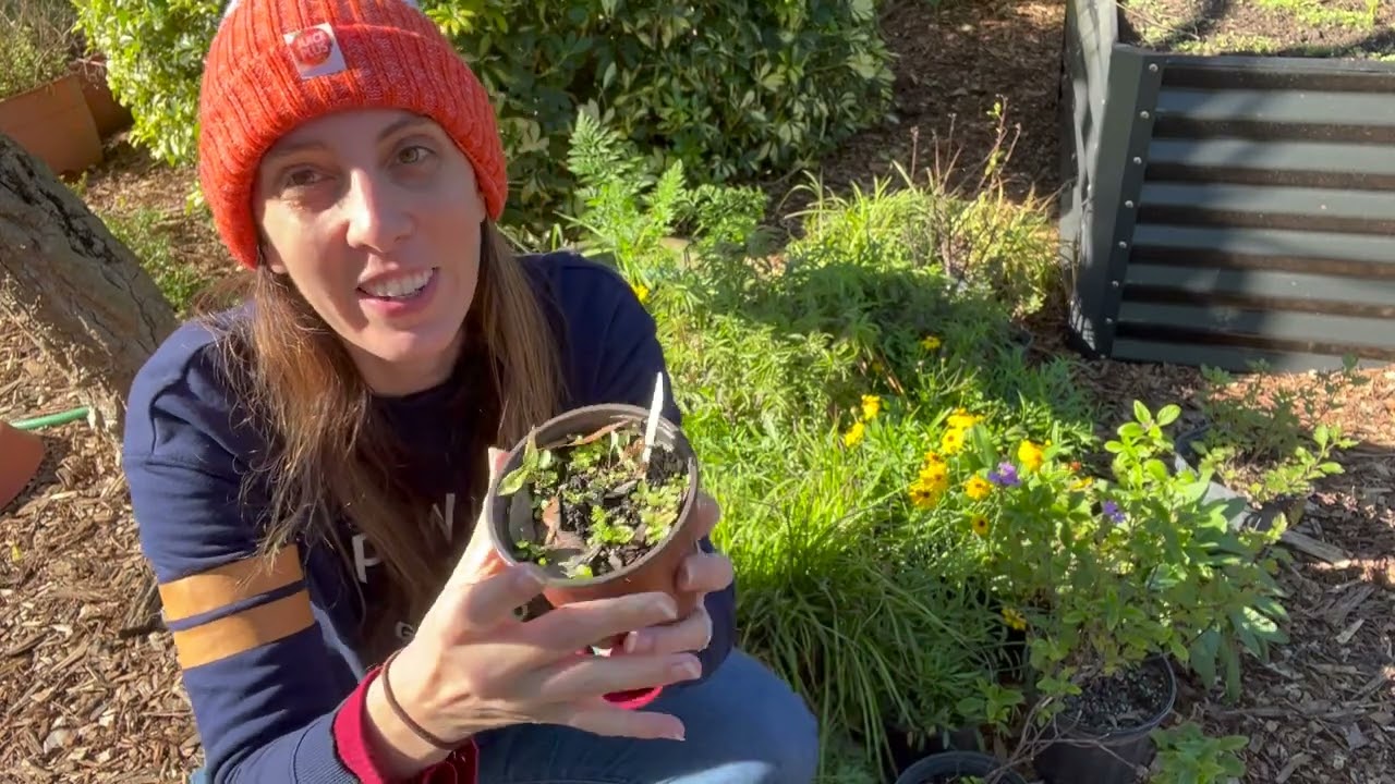 So EXCITING!!! 30+ Native Wildflowers! How to create a native wildflower garden