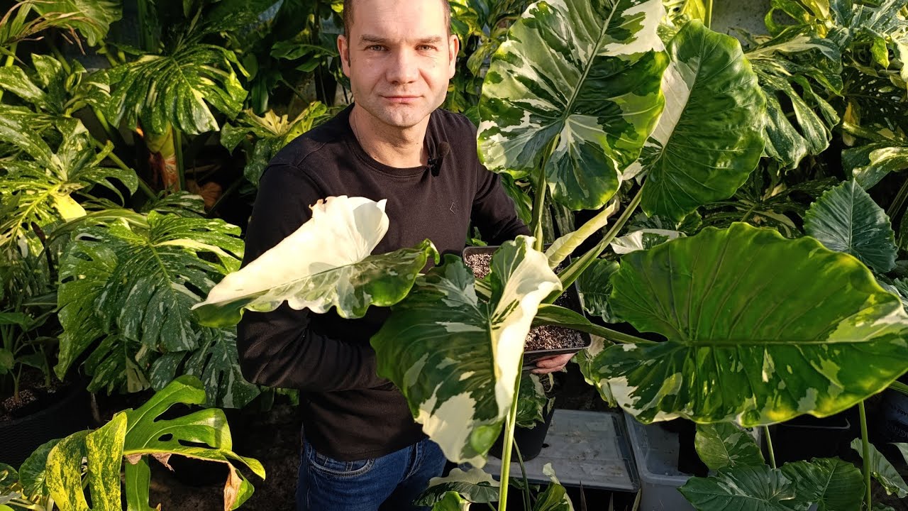 Alocasia odora okinava silver.