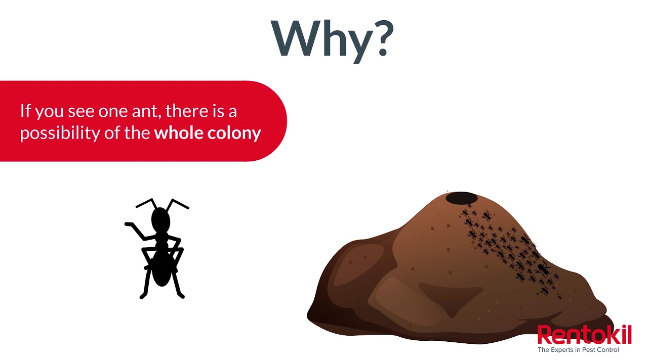 How to Get Rid of Ants | Rentokil Pest Control