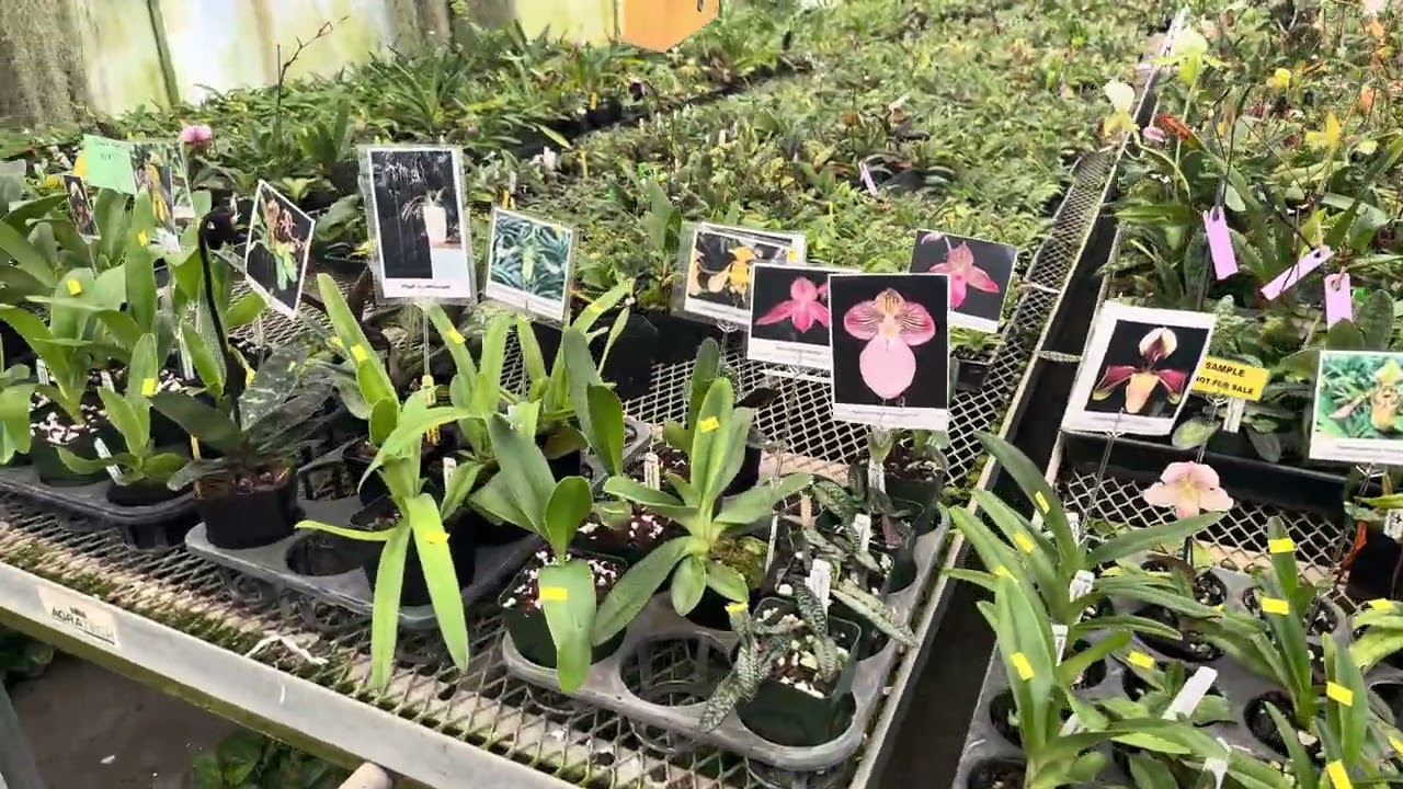 Paph Paradise Greenhouse visit