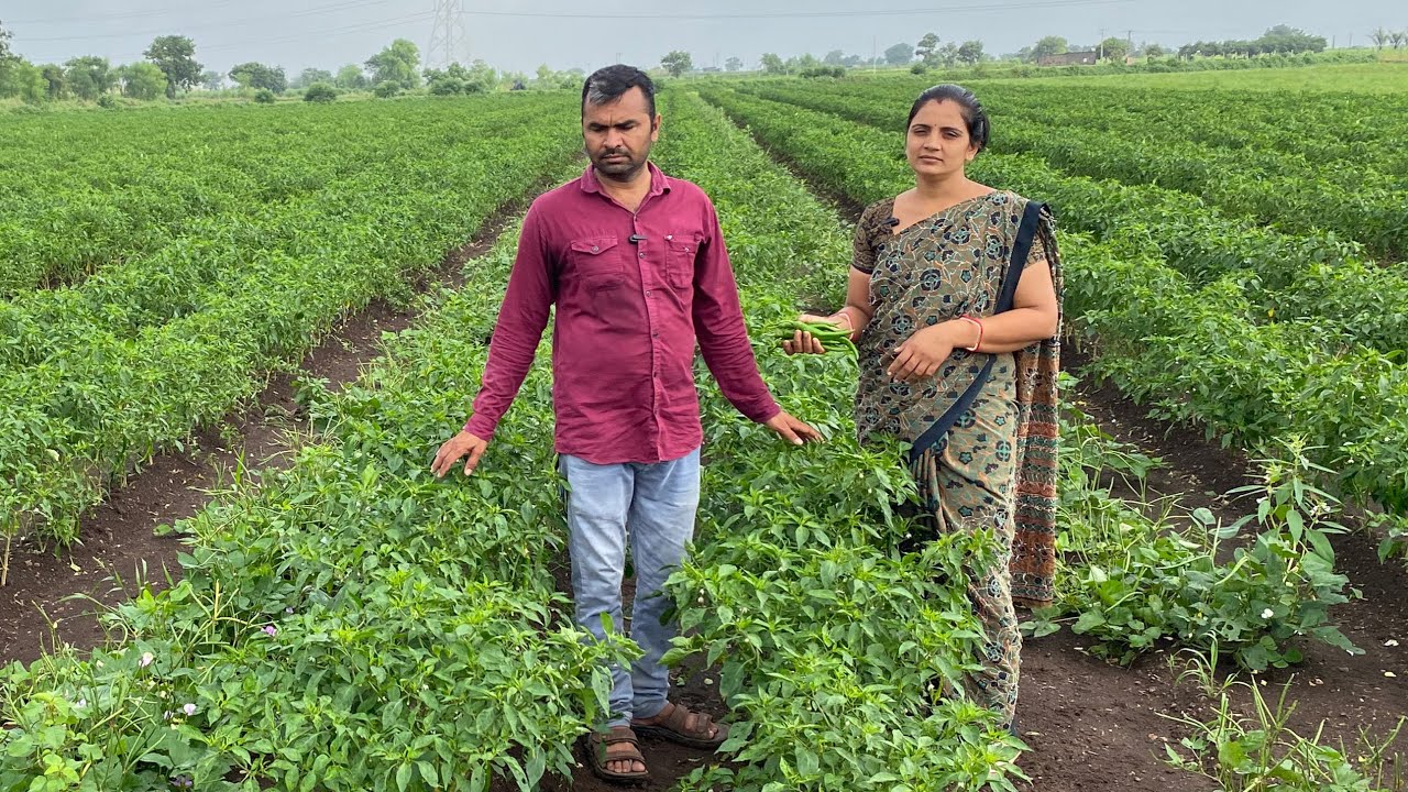 હજી વરસાદ માથી રાહાત મળી નથી ત્યાં મરચી મા ગોલમીજ નો રોગ આવીયો 