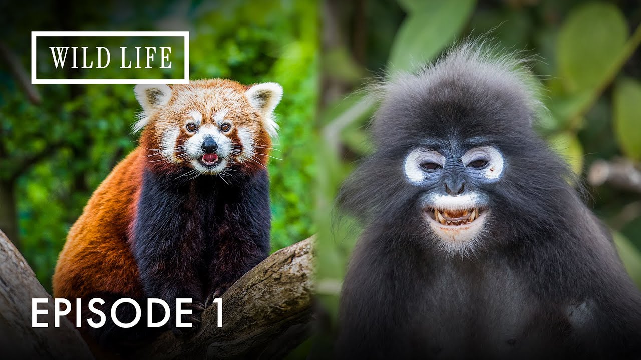 From Snow to Jungle: The Wild Face of Yunnan | Destination China | Episode 1