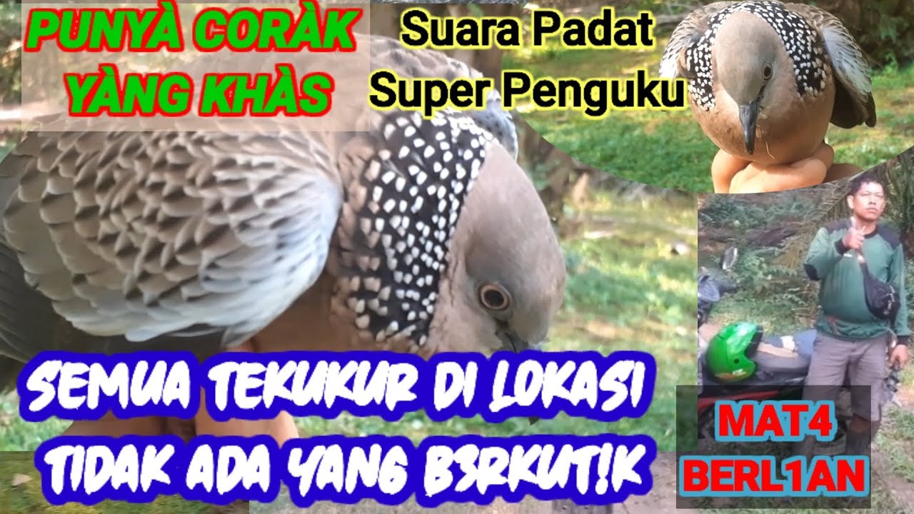 🔴SEMUA TEKUKUR DI LOKASI TIDAK ADA YANG B3RKUT!K‼️PUNYA CORAK YG KHAS//SUPER PENGUKU#@TekukurSianjur
