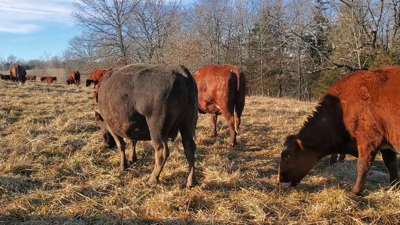 The pasture fertility results of unrolling hay.