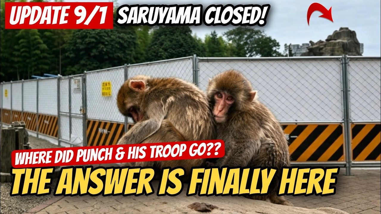 Punch Update 9/1: Where Did Punch & His Troop Go?? The Answer Is Finally Here!
