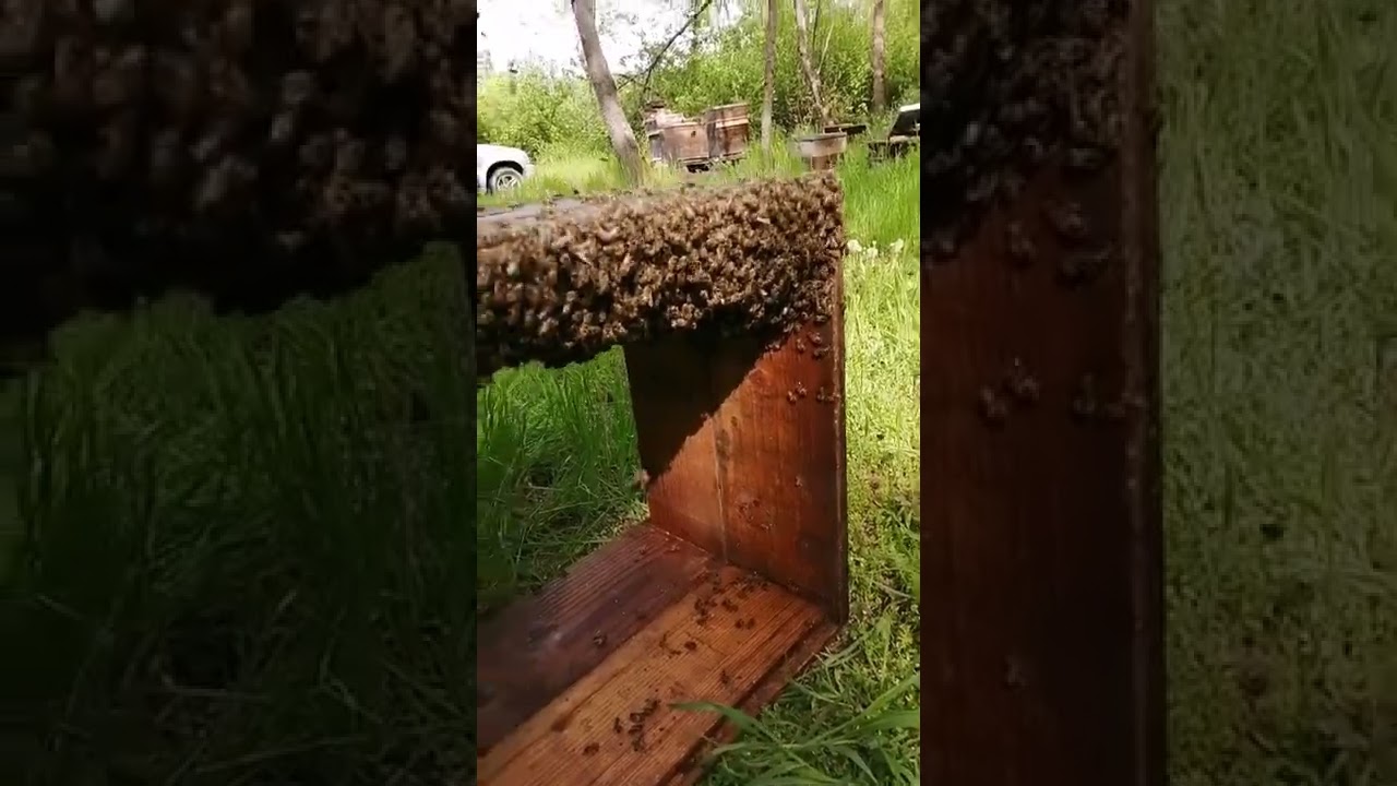 Simularea roirii - o metodă bună de ieșire din frigurile roirii. Metoda Taranov.