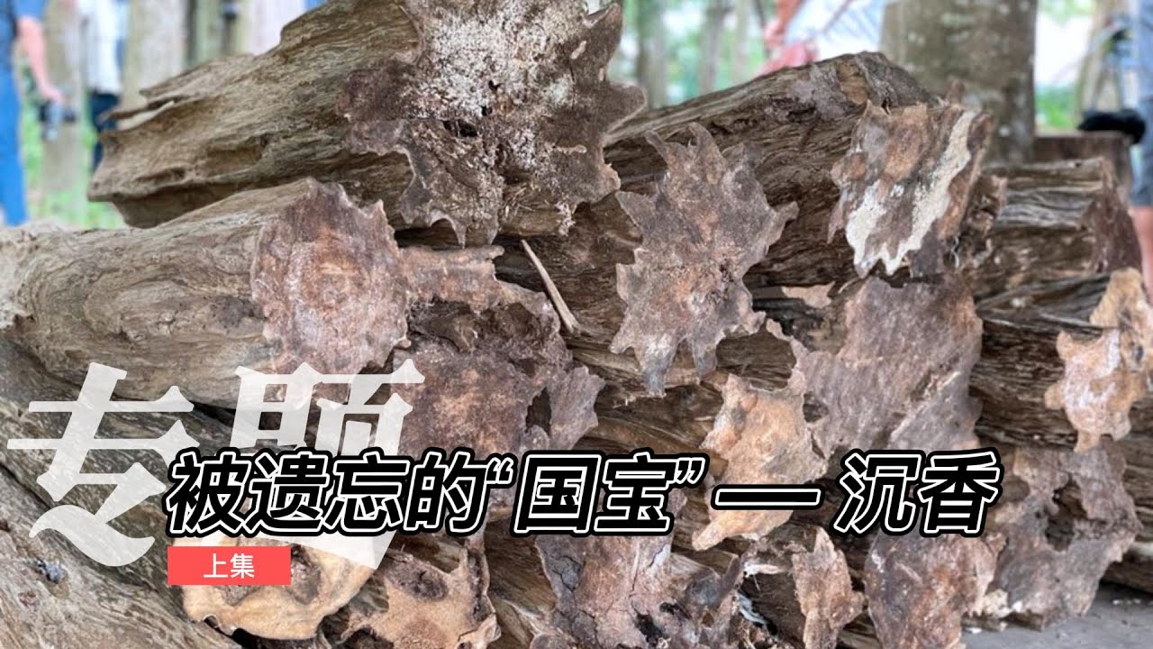 被遗忘的“国宝”——沉香