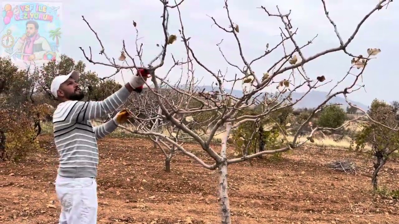 Ysf ile fıstık budama/kezax (Siirt Şirvan Taşlı Köyü)