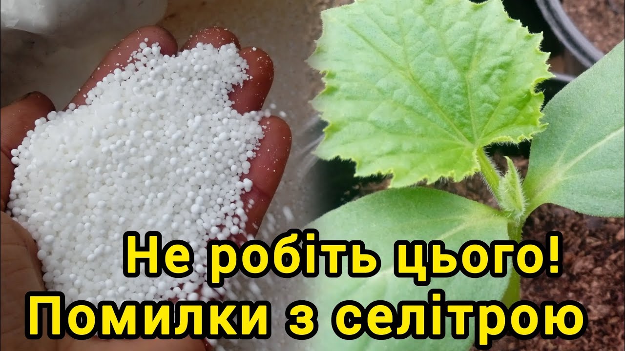 Помилки з селітрою аміачною. 