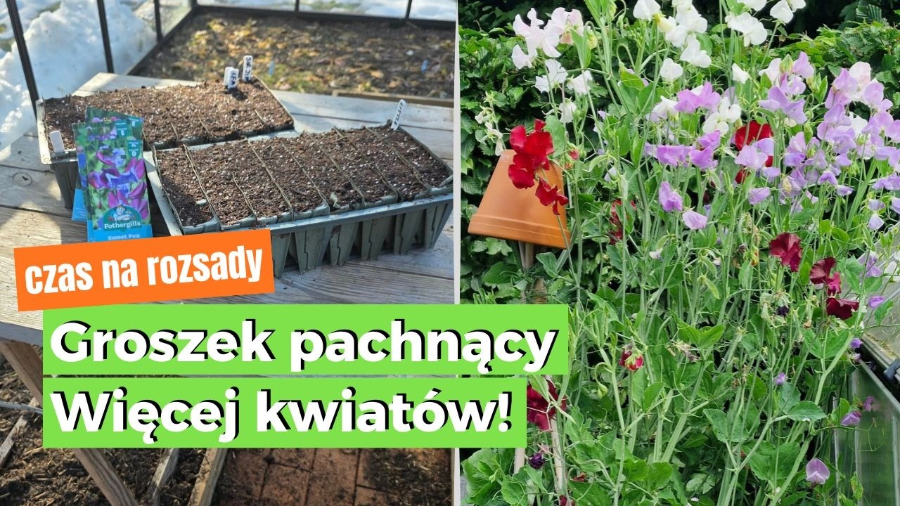 🌸 Groszek pachnący &ndash; uprawa od A do Z | Jak siać, sadzić i pielęgnować, żeby długo kwitł? 🌸