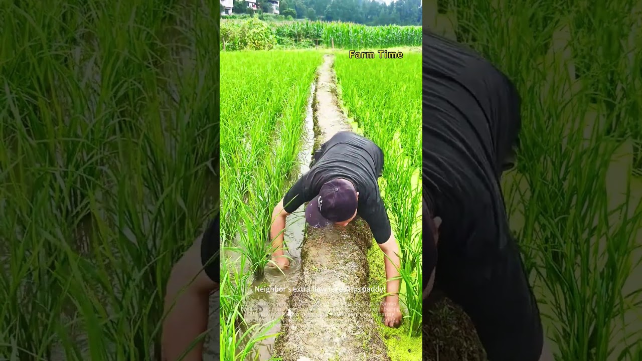 Breaking the Bund for Paddy Water Sharing 🌾💧