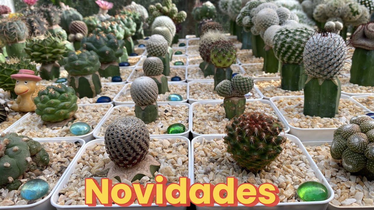 Cactos novos e raros na coleção 🥰#cactos