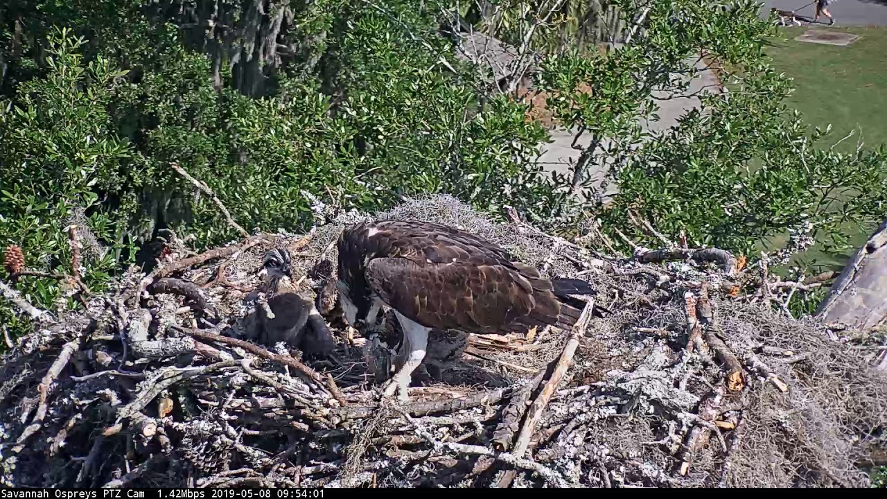 Noisy Fish Delivery and Feeding At Savannah Osprey Nest – May 8, 2019