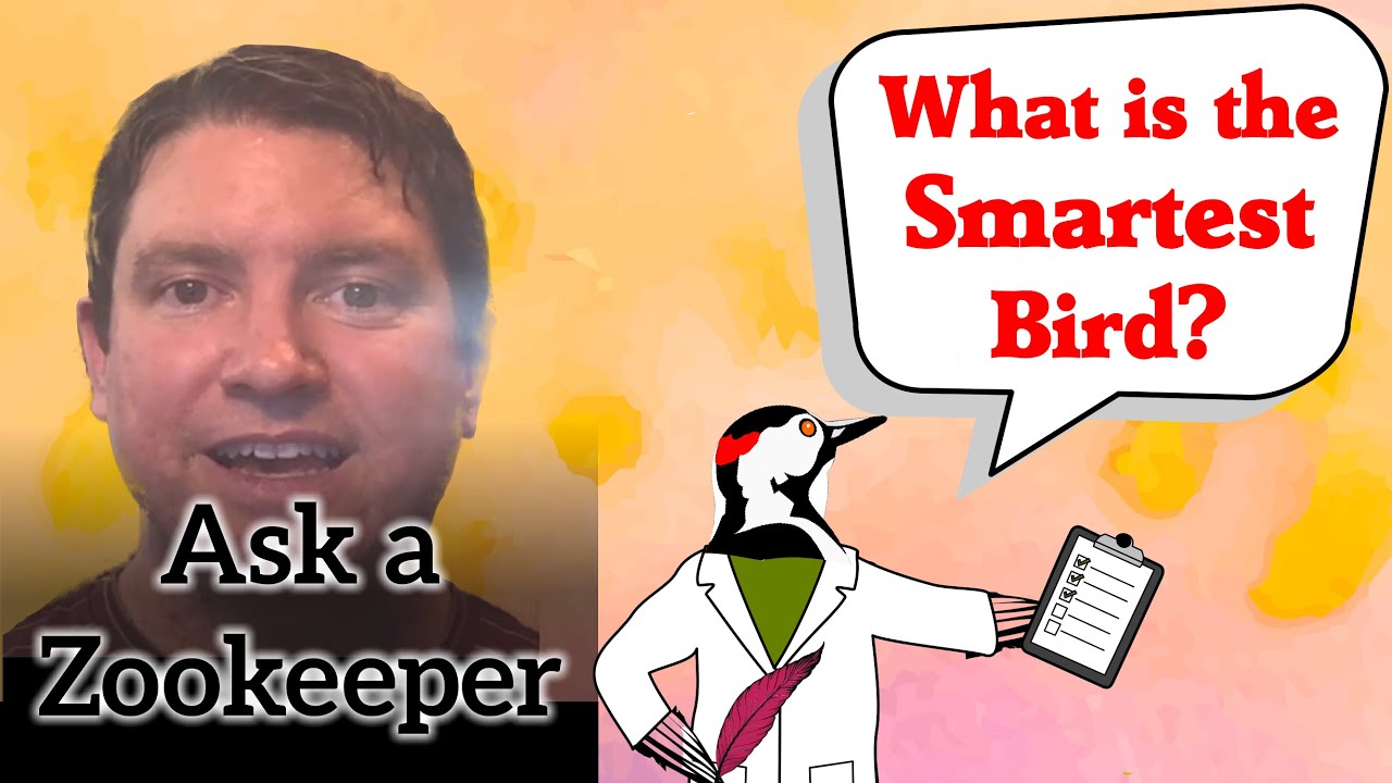 What is the Smartest Bird? - Ask A Zookeeper 7