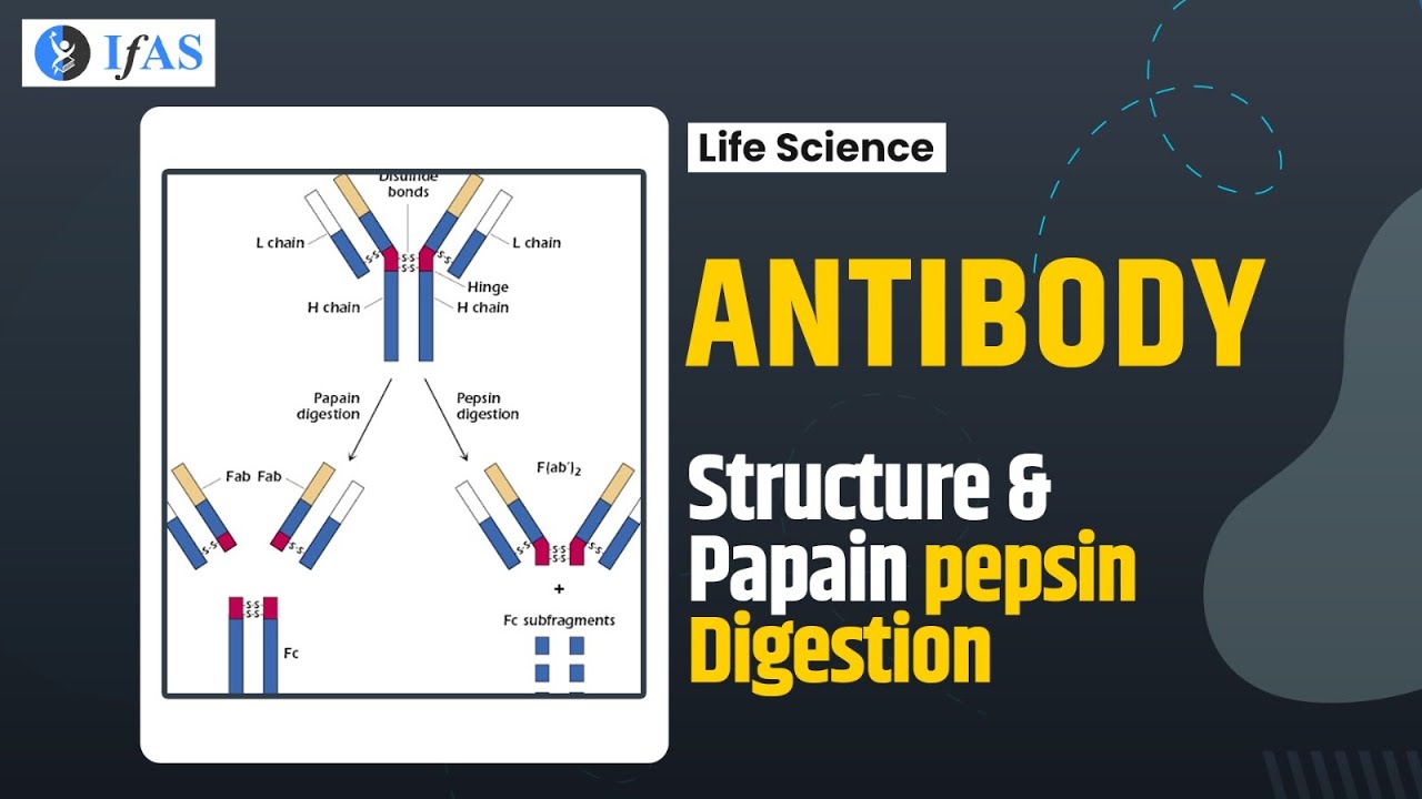 ANTIBODY STRUCTURE & PAPAIN PEPSIN DIGESTION I FAST REVISION SERIES I CSIR2023I