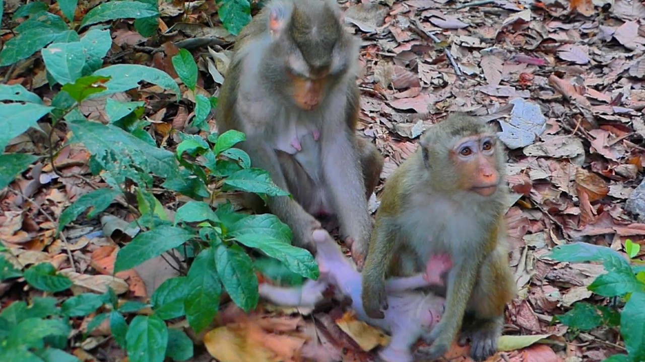 ✨ Incredible Monkey Behavior – Rainbow caring for her younger brother Levy while he stays alone