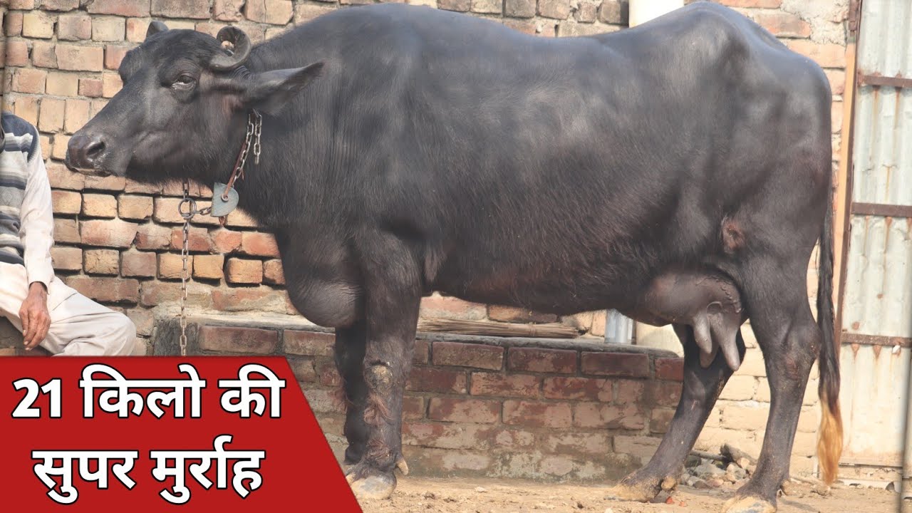 21 किलो की सुपर मुर्राह भैंस, बिक्री के लिए उपलब्ध || Satbir Dairy Farm LoharWada (9813845457)