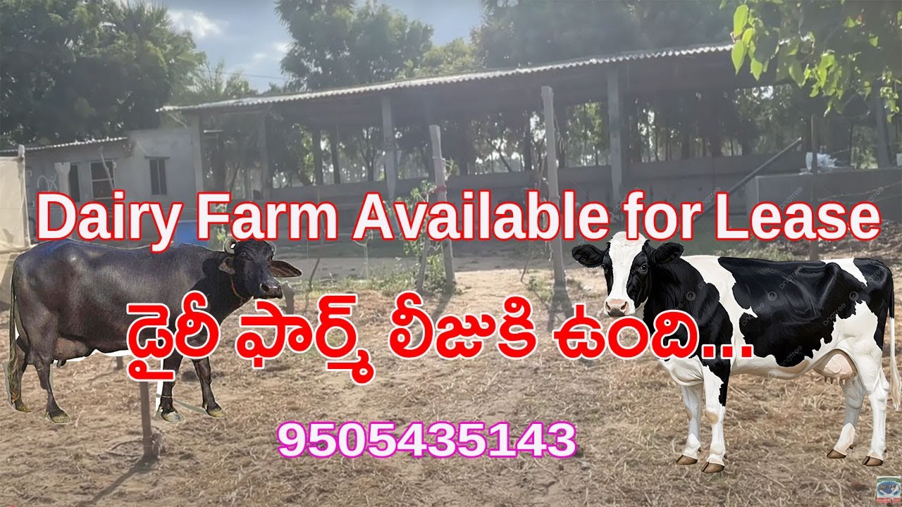 Dairy Farm Available for Lease/Rent | Buffalo | Cows | 9505435143