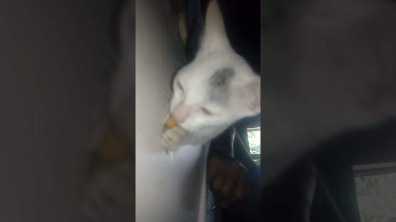cat funny video