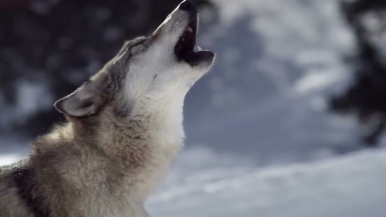 Prinoth Leitwolf v Lopušnej doline