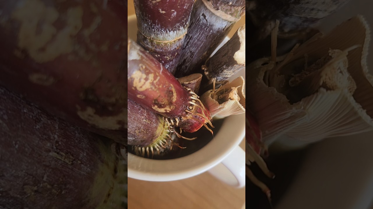 #NewRoots #RootingSugarCanes for #SpringPlanting #Easy #Homegrown #Organic #ƯơmRễ #GốcM&iacute;a